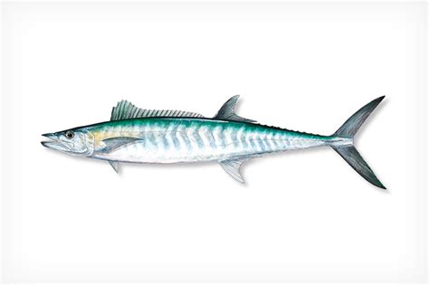 king fish|King mackerel .